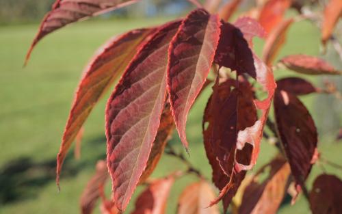 Prunus Gyoiko leaves