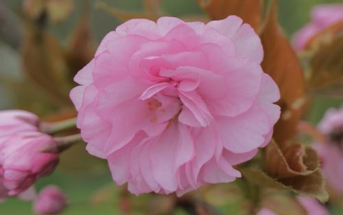 Prunus Hokusai blossom