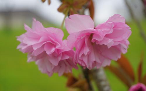 Prunus Hokusai blossom