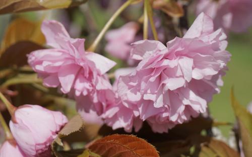 Prunus Hokusai blossom