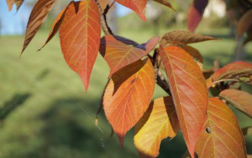 Prunus Hokusai leaves