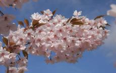 Prunus Horinji japanese flowering cherry