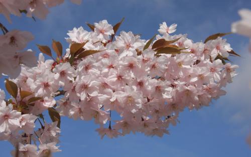 Prunus serrulata Horinjii blossom