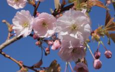 Ichiyo ornamental cherry trees