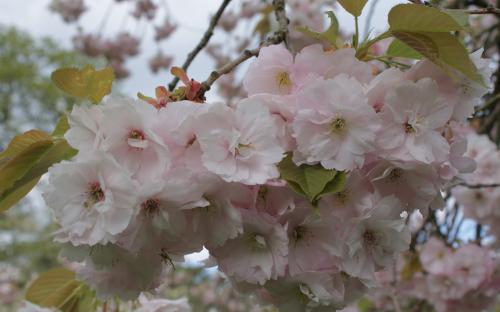 Prunus Ichiyo blossom