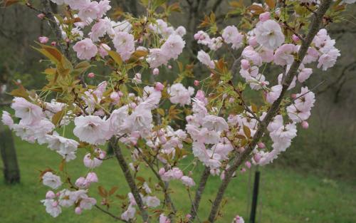 Prunus Ichiyo blossom