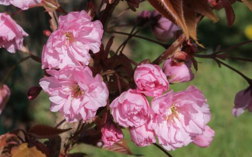 Prunus Kanzan blossom