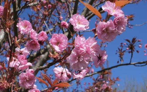 Prunus Kanzan blossom