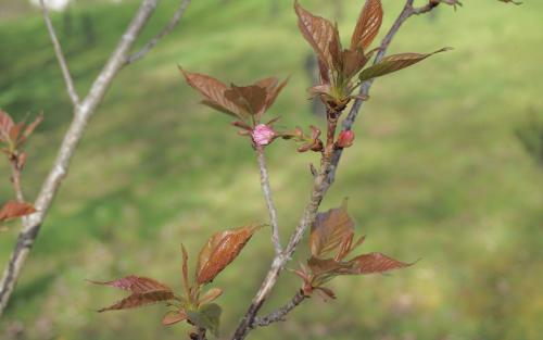 Prunus Kanzan leaves