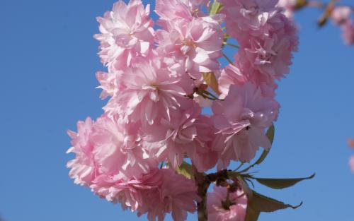 Prunus Kiku-shidare-zakura blossom