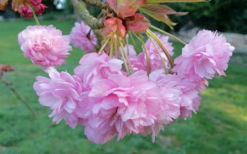 Prunus Kiku-shidare-zakura blossom