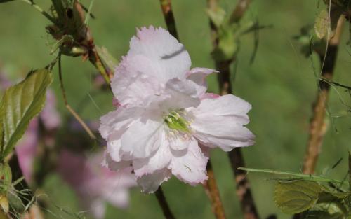 Prunus Little Pink Perfection blossom