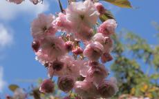 Hanagasa Pink Parasol ornamental cherry trees