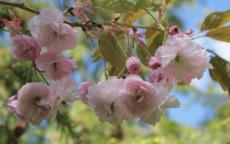 Hanagasa Pink Parasol japanese flowering cherry