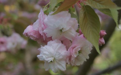 Prunus serrulata Hanagasa blossom