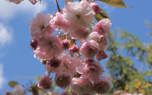 Prunus serrulata Hanagasa blossom