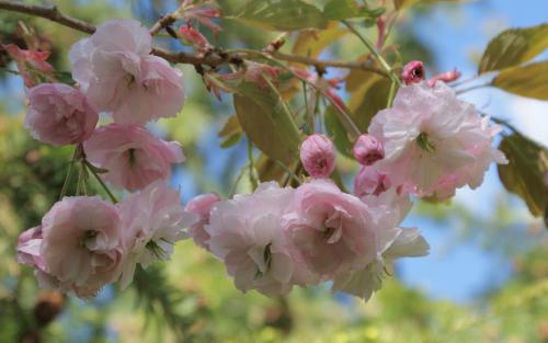 Prunus serrulata Hanagasa blossom