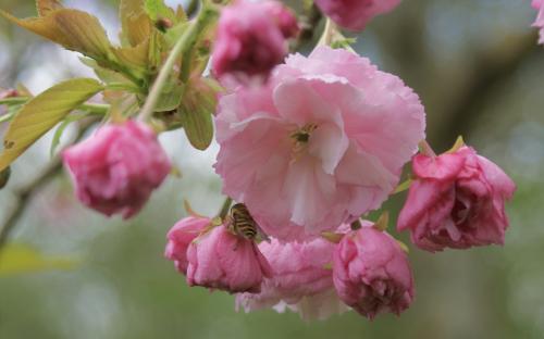 Prunus Pink Perfection blossom