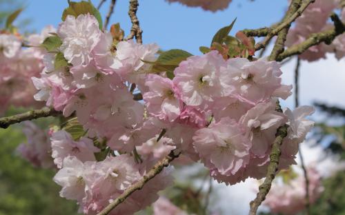 Prunus Pink Perfection blossom