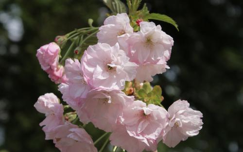 Prunus Pink Perfection blossom