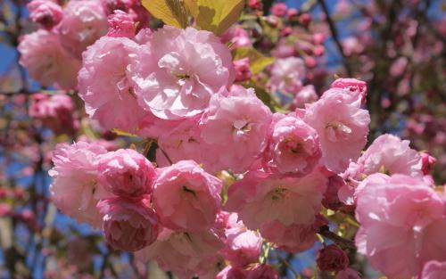 Prunus Pink Perfection blossom