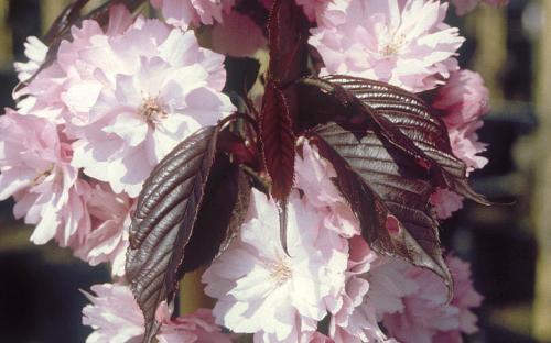 Prunus Royal Burgundy blossom