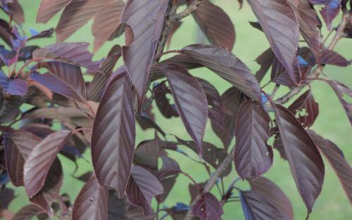 Prunus Royal Burgundy leaves