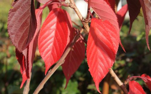 Prunus Royal Burgundy leaves