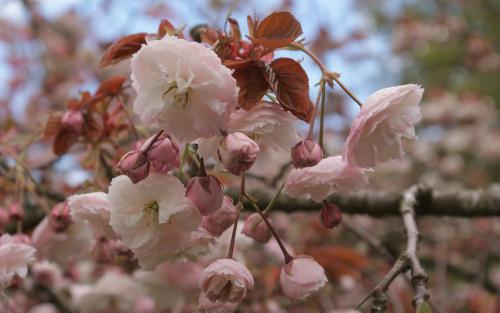 Prunus serrulata Shirofugen blossom