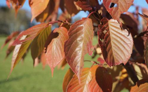 Prunus serrulata Shirofugen leaves