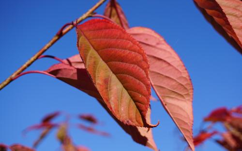 Prunus serrulata Shirofugen leaves