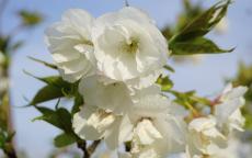 Shirotae ornamental cherry trees