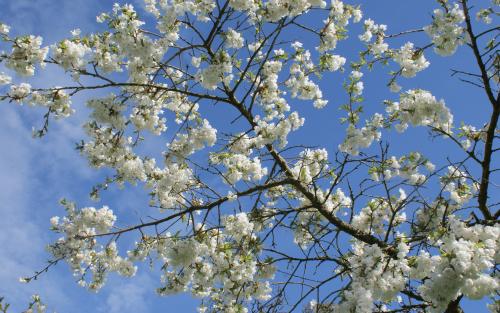 Prunus serrulata Shirotae blossom