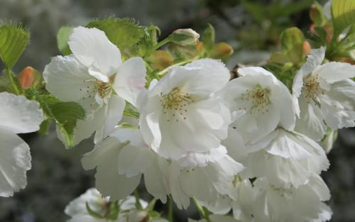 Prunus serrulata Shirotae blossom