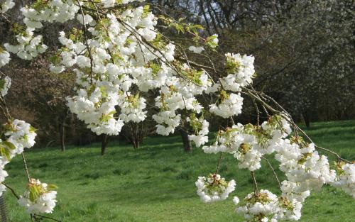 Prunus serrulata Shirotae blossom