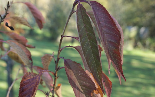 Prunus Sunset Boulevard leaves