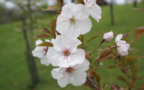 Prunus Sunset Boulevard blossom