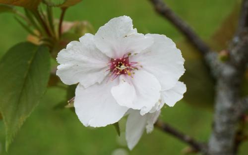 Prunus serrulata Tai-haku blossom