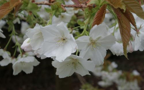 Prunus serrulata Tai-haku blossom