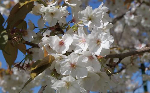 Prunus serrulata Tai-haku blossom