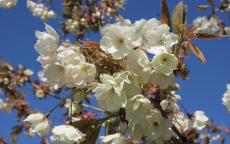 Ukon flowering cherry