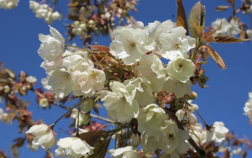Prunus Ukon blossom