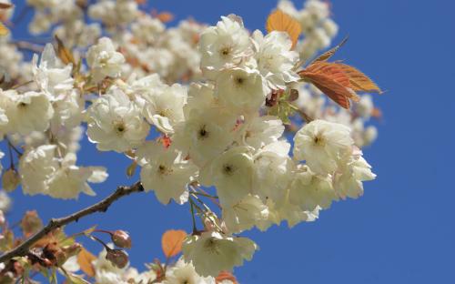 Prunus Ukon blossom