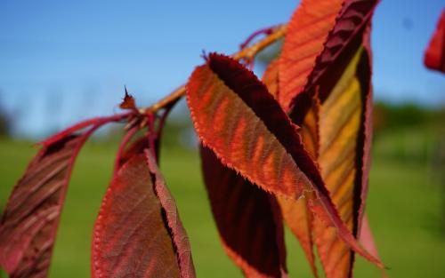 Prunus Ukon leaves