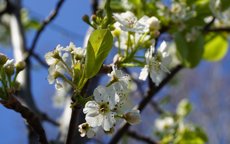 Chanticleer ornamental pears