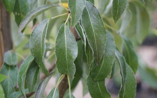 Pyrus elaeagnifolia Silver Sail leaves