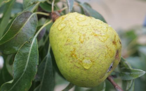 Silver Sail pears