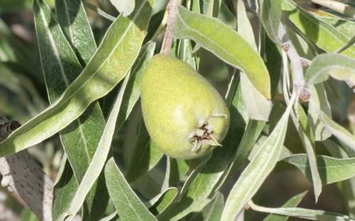 Pyrus salicifolia Pendula pears