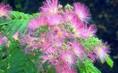 Albizia julibrissin Ombrella blossom