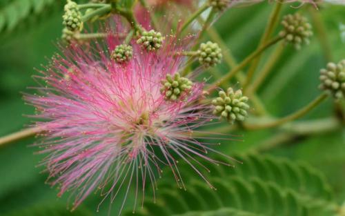 Albizia julibrissin Ombrella blossom